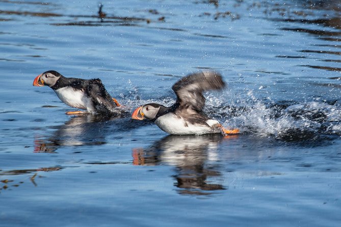 Puffin Cruise With Expert Tour Guide From Reykjavik - Observing Nesting Puffins and Seabirds