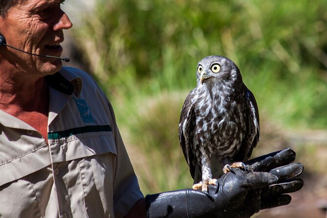 Puffing Billy And Healesville Sanctuary Scenic Tour - Tips for Travelers