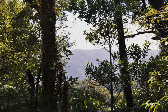 Puketi Rainforest Guided Walks .This Is Not a Shore Excursion Product . - Why Choose This Experience