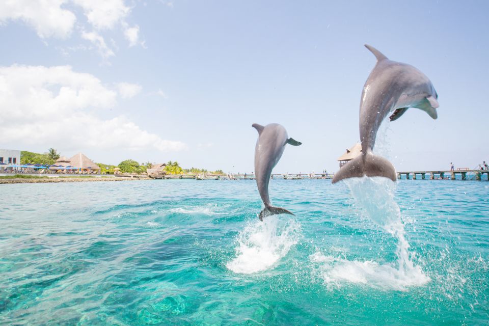 Punta Cana: Dolphin Explorer Swims and Interactions - Inclusions and Amenities