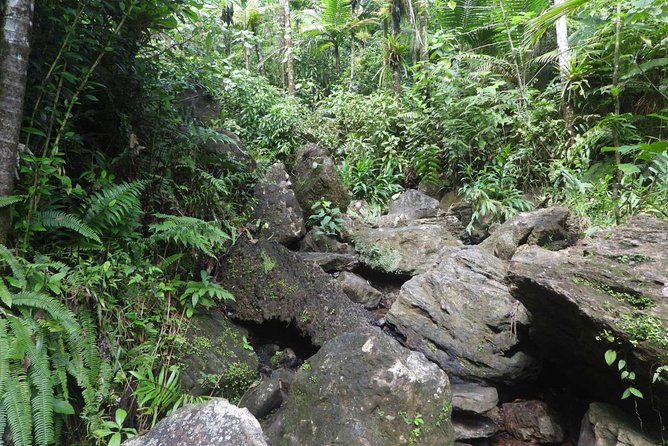Rainforest River Nature Walk Adventure and Luquillo Beach - Tips for a Great Visit
