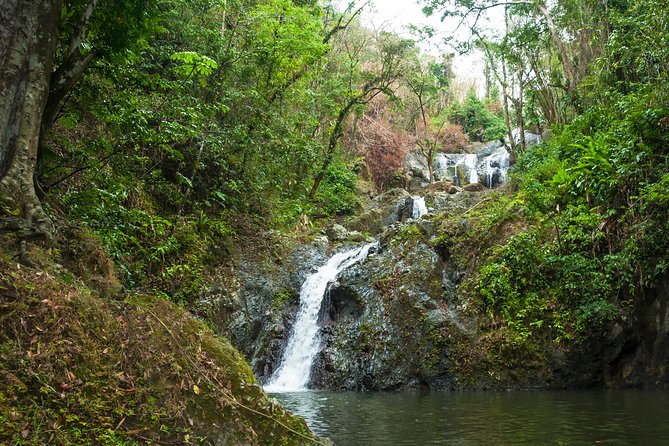 Rainforest Tour - Tips for a Great Experience