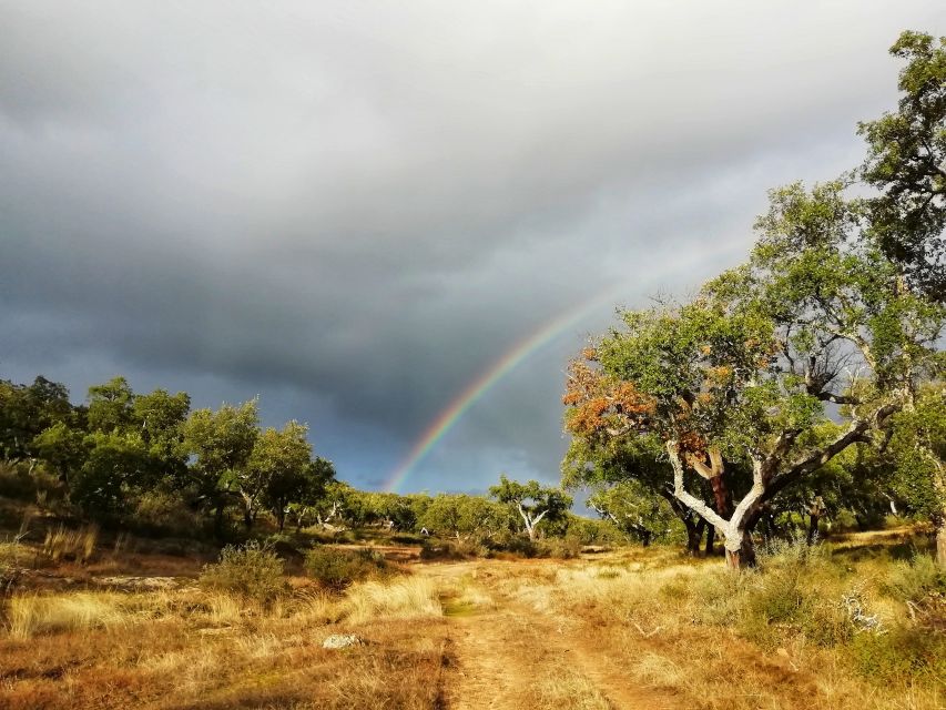 Redondo: Walk in the Cork Forest With Lunch & Wine Tasting - Frequently Asked Questions