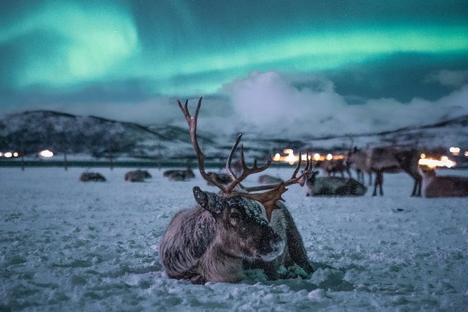 Reindeer Camp Dinner With Chance of Northern Lights in Tromso - Seasonal Availability and Practical Information