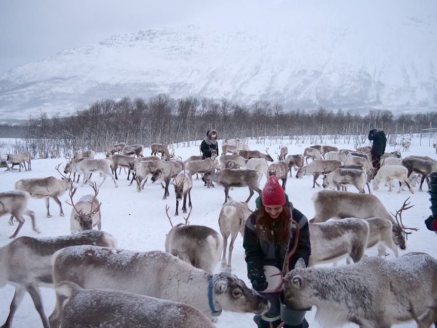 Reindeer Feeding and Sami Experience With Lunch - Cultural Insights