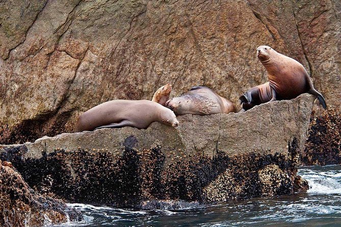 Resurrection Bay Cruise With Fox Island - Guest Reviews and Feedback