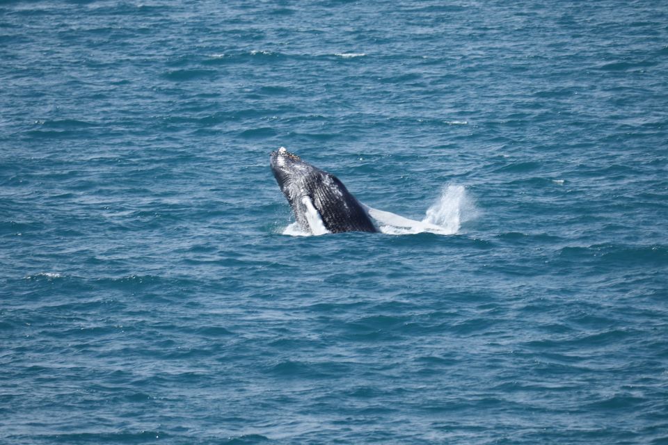 Reykjavik: Best Value Whale Watching Boat Tour - Cancellation Policy