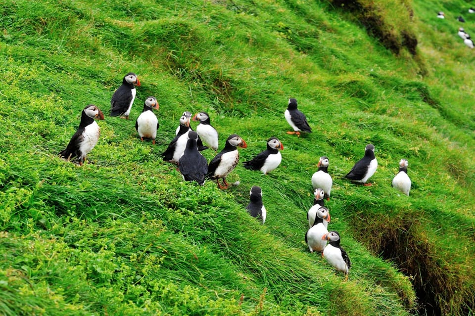 Reykjavik - Westman Islands (Bus Transfer to Landeyjahöfn) - Reviews and Ratings Summary