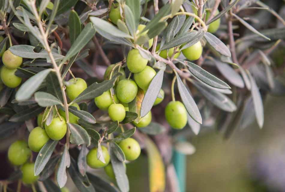 Rome: Masterclass Extra Virgin Olive Oil & Table Olives - Participant Guidelines