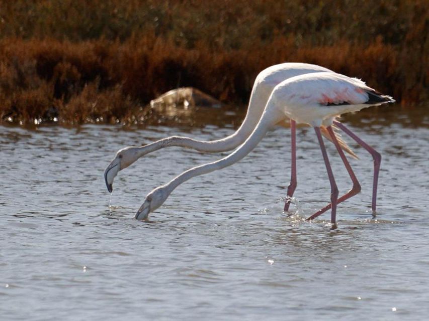 Safari & Birdwatching in Vjosa-Narta Protected Landscape - Accessibility and Convenience