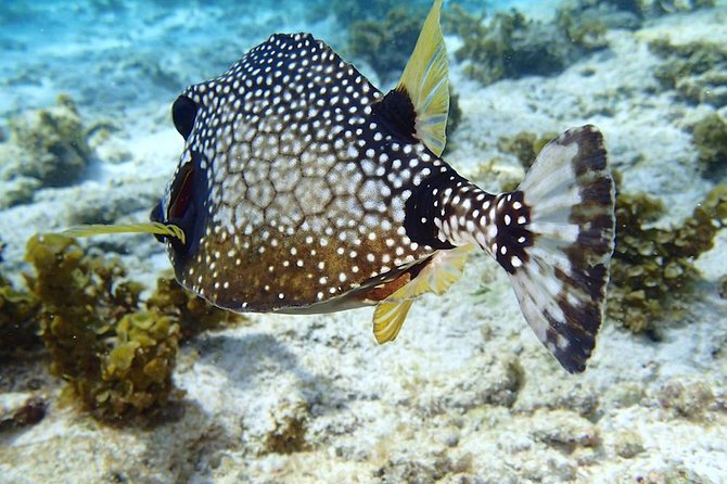 Sailing and Snorkeling Day Tour to Les Saintes - Important Details to Note