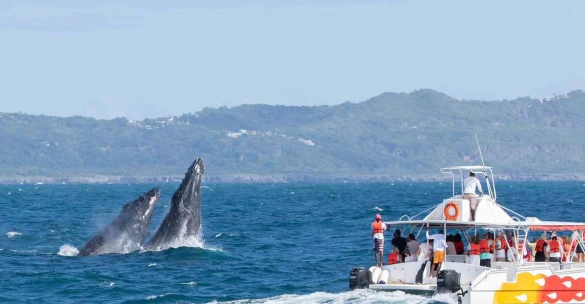 Samana: Bay of Samana Whale Watching Experience - Highlights of the Experience