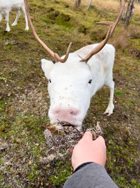 Sami Reindeer Experience - Cultural Significance
