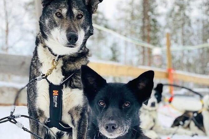 Santas Reindeer & Husky Safari + Santas Pets + Aurora BBQ! - Accessibility and Recommendations