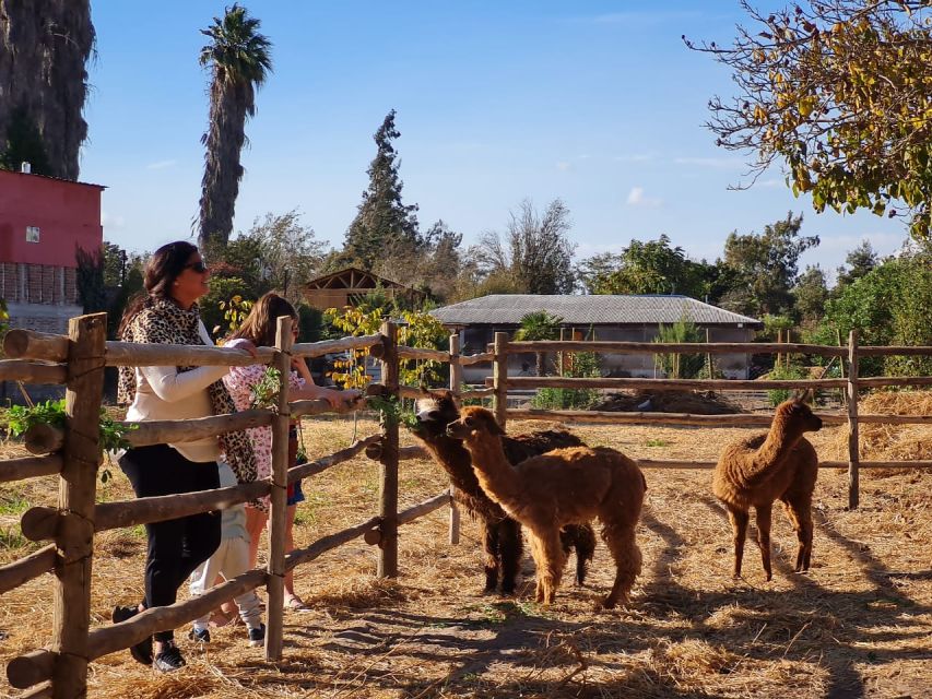 Santiago: Maipo Valley Wine Tasting Tour With 3 Vineyards - Important Information