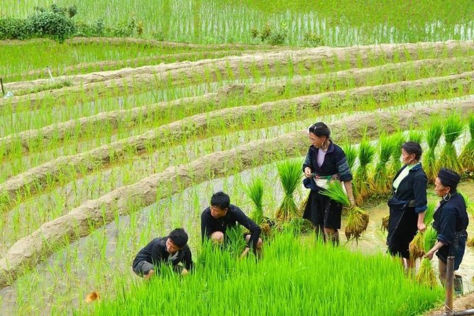 Sapa Trekking Tour 2 Days 1 Night By Bus - Tips for a Great Experience
