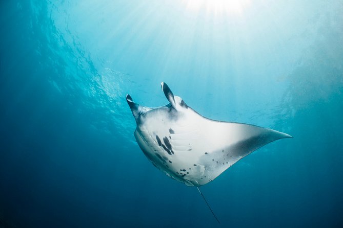 Scuba Diving 3 Dives Including Manta Rays at Nusa Penida - Confirmation and Availability