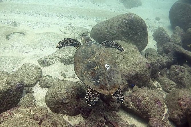 Scuba Diving at Unawatuna - Additional Tips for Divers