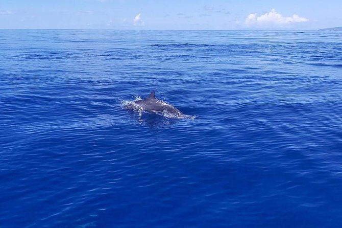 Sea Trip and Observation of Cetaceans, Dolphins in Small Groups - Wildlife Observation Expectations