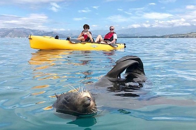 Seal Kayaking Adventure in Kaikoura - Tips for a Great Experience