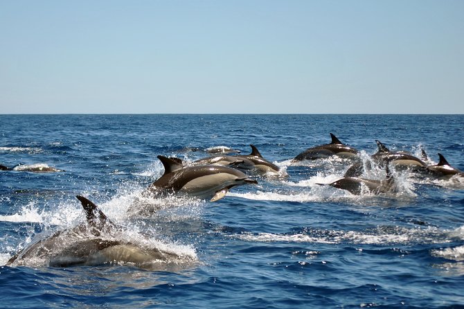 Sealife Sea Safari, Dolphin Watching With Marine Biologists Lagos