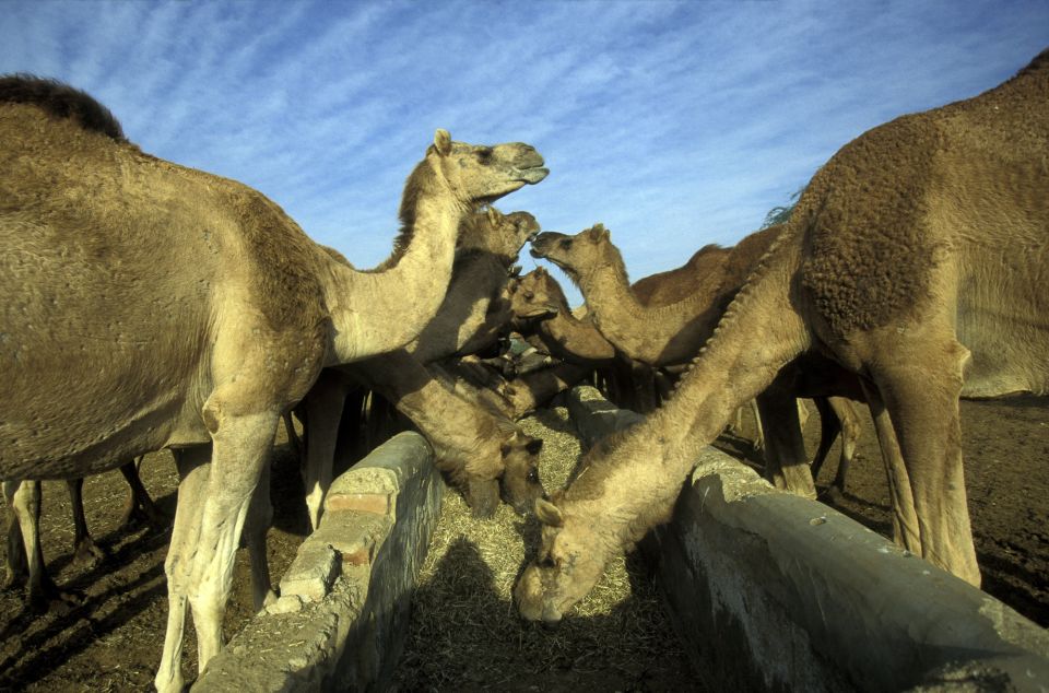 See Camel Centre, Rat Temple From Jodhpur With Bikaner Drop - Pricing and Cancellation Policy