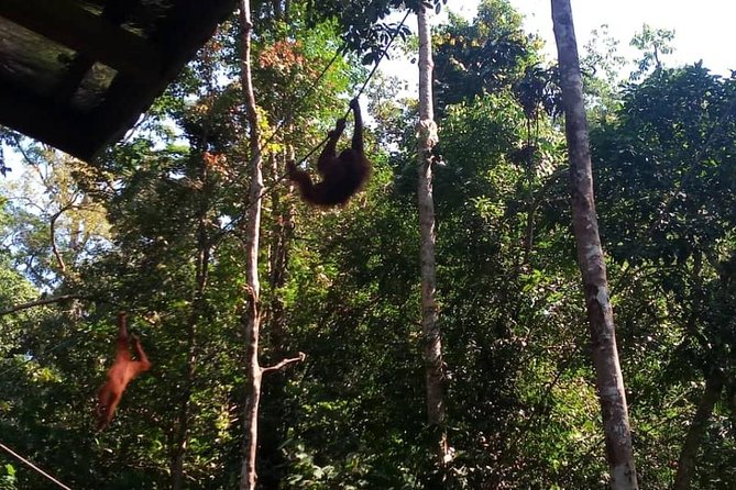 Semenggoh Orangutan Center & Sarawak Cultural Village - Frequently Asked Questions