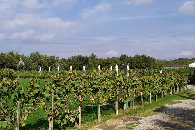 Semi-Private Tour Siena and San Gimignano Wine Tasting From Rome - Savoring Local Wines