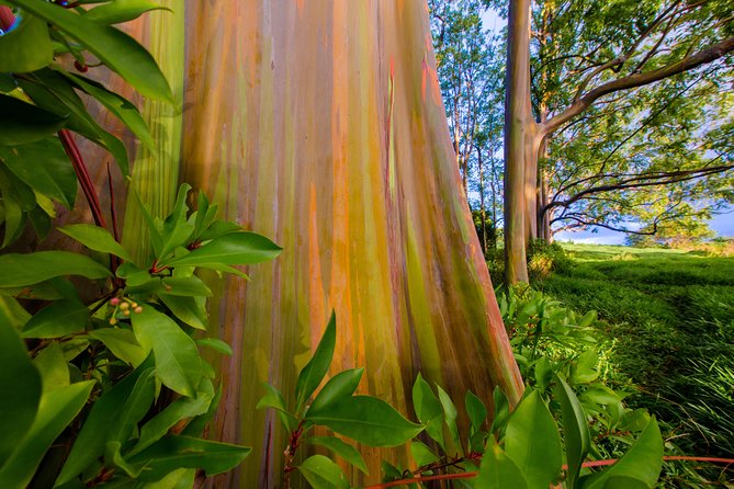 Shaka Guide Maui Classic Road to Hana Audio Driving Tour - Tips for a Smooth Experience