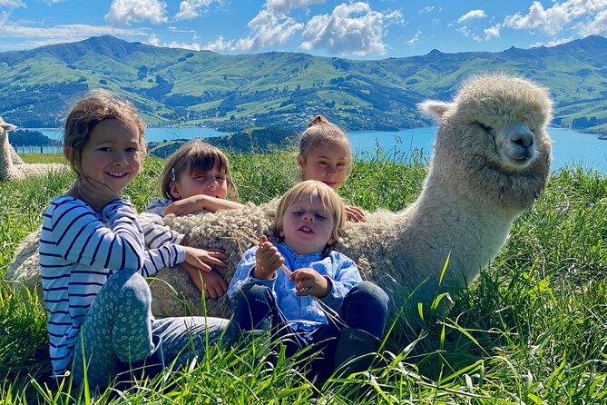 Shamarra Alpaca Farm Tours - Contact Information and Hours