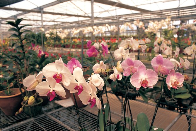 Singapore Morning City Tour - Singapore Botanic Gardens and National Orchid Garden