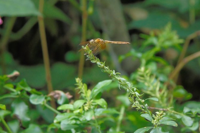 Sinharaja Rain Forest Tours (Full Day) - Customer Reviews and Ratings
