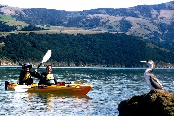 Small Group Guided Sea Kayaking in Akaroa Marine Reserve - Customer Reviews and Feedback