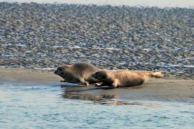 Small Group Half Day Seal Safari at UNESCO Site Waddensea From Amsterdam - Exploring Harlingen