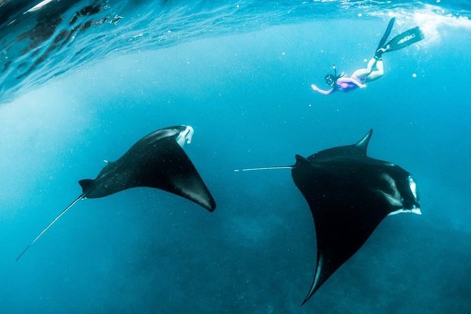 Snorkeling Manta Ray Safari in Nusa Penida - Pricing and Inclusions