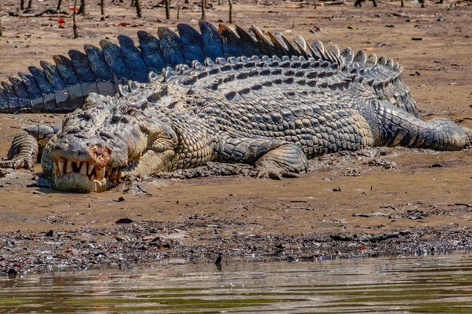 Solar Whisper Daintree River Crocodile and Wildlife Cruise - Booking Information and Policies