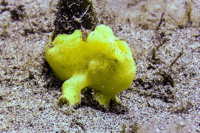 South Maui Shore Dive - Participant Reviews and Feedback