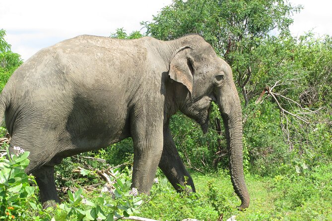 Special Morning Safari -04.30 Am to 11.30 Am - Half Day Safari - Customer Reviews
