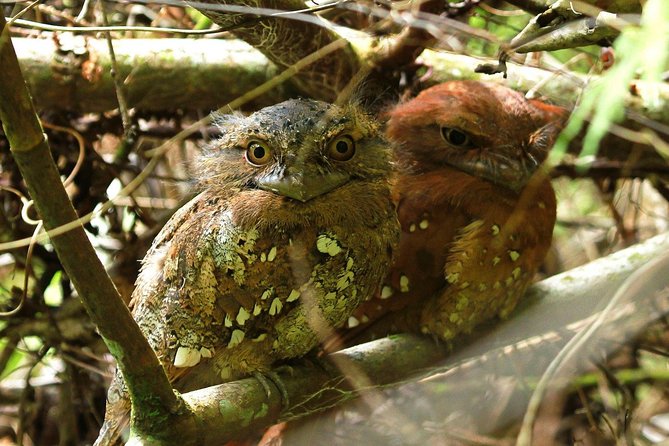 Sri Lanka Sinharaja Rain Forest Tour - Tips for a Great Experience