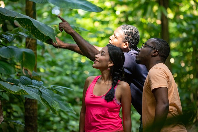 St Lucia Birdwatching Tour at Rainforest Adventures - Wildlife Highlights