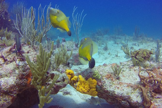 St Maarten Discover Scuba - Booking Information and Tips