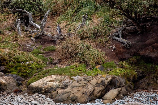 Stewart Island Wild Kiwi Encounter - Tips for a Successful Experience