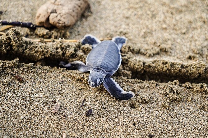 Sukamade Turtle Land Beach (2D1N) - Pricing Information
