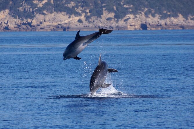 Summer Tour: Dolphin Watching and Guided Snorkeling - Photographic Opportunities