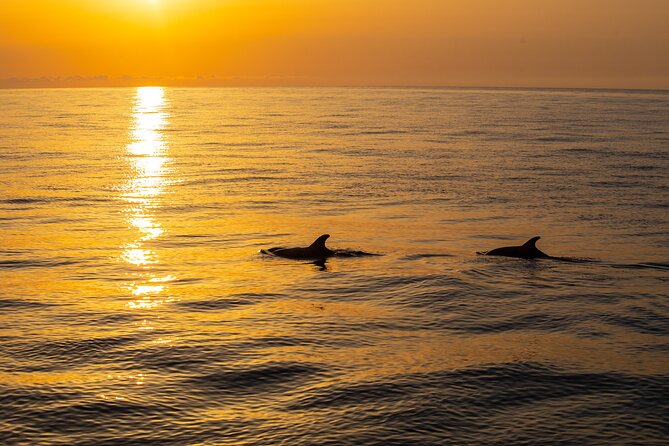 Sunrise Boat Trip in Mallorca With Dolphin-Watching - Best Time for Dolphin-Watching