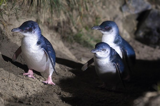 Sunrise Wildlife Sea Kayaking in Akaroa Marine Reserve - Customer Experiences