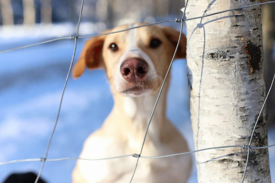 Swedish Lapland : Sled Dog and Reindeer Farm With the Family - Included Services