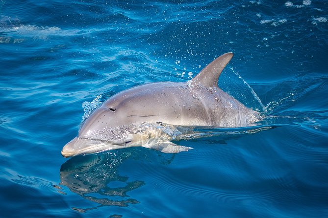 Swim With Wild Dolphins in Tauranga - Wildlife Sightings During Tours