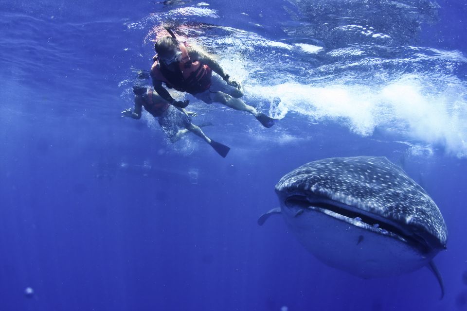 Swimming With Whale Sharks in Cancun - Inclusions and Exclusions of the Tour