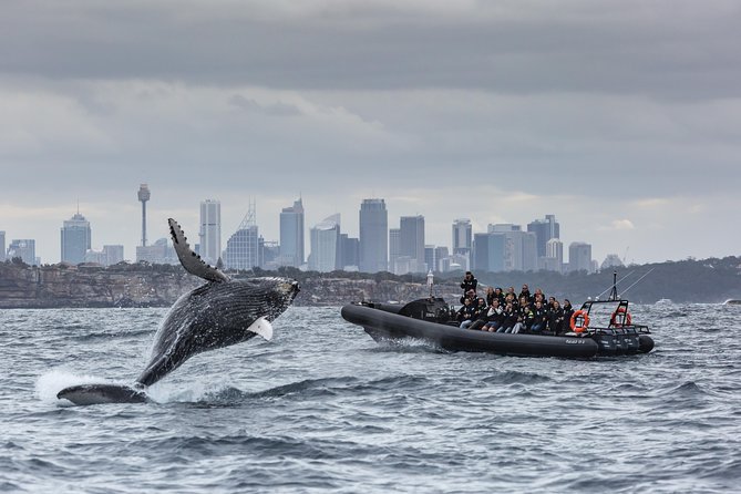 Sydney Whale-Watching by Speed Boat - Seasonal Considerations